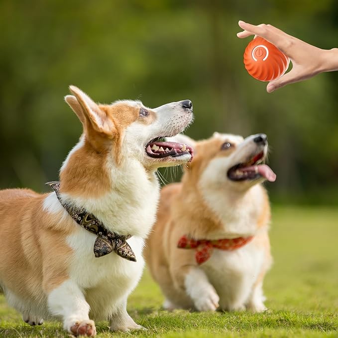 VitaPounce™ — Ignite Your Dog’s Wild Instincts with Endless, Hands-Free Play