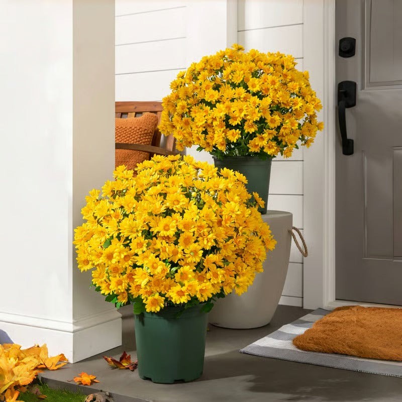RamoraBloom™ — Light Up Your Home with Effortless, Timeless Autumn Beauty