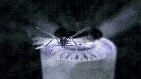 Chemical-Free Mosquito Lamp for Indoor and Outdoor Use