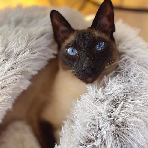 VelociNest™ — Turn Your Pet’s Stress into Pure Bliss and Cozy Comfort