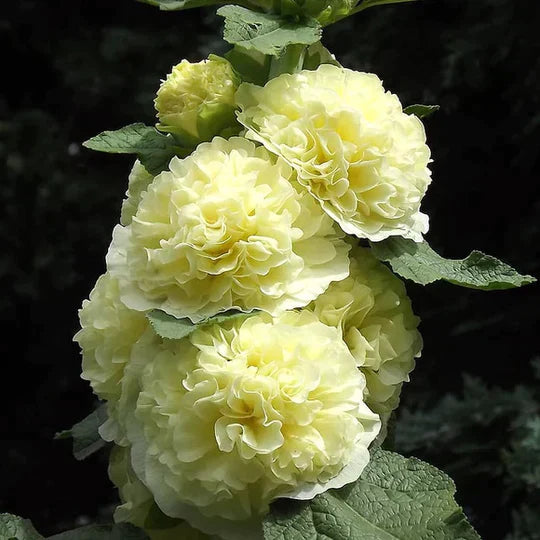 Petals - Double Hollyhock Seeds [25 + 25 FREE]