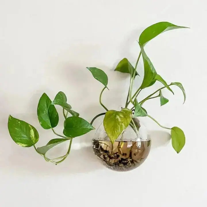 ClearView Glass Wall Planter™ — Elevate Your Space with Effortless Freshness and Modern Calm