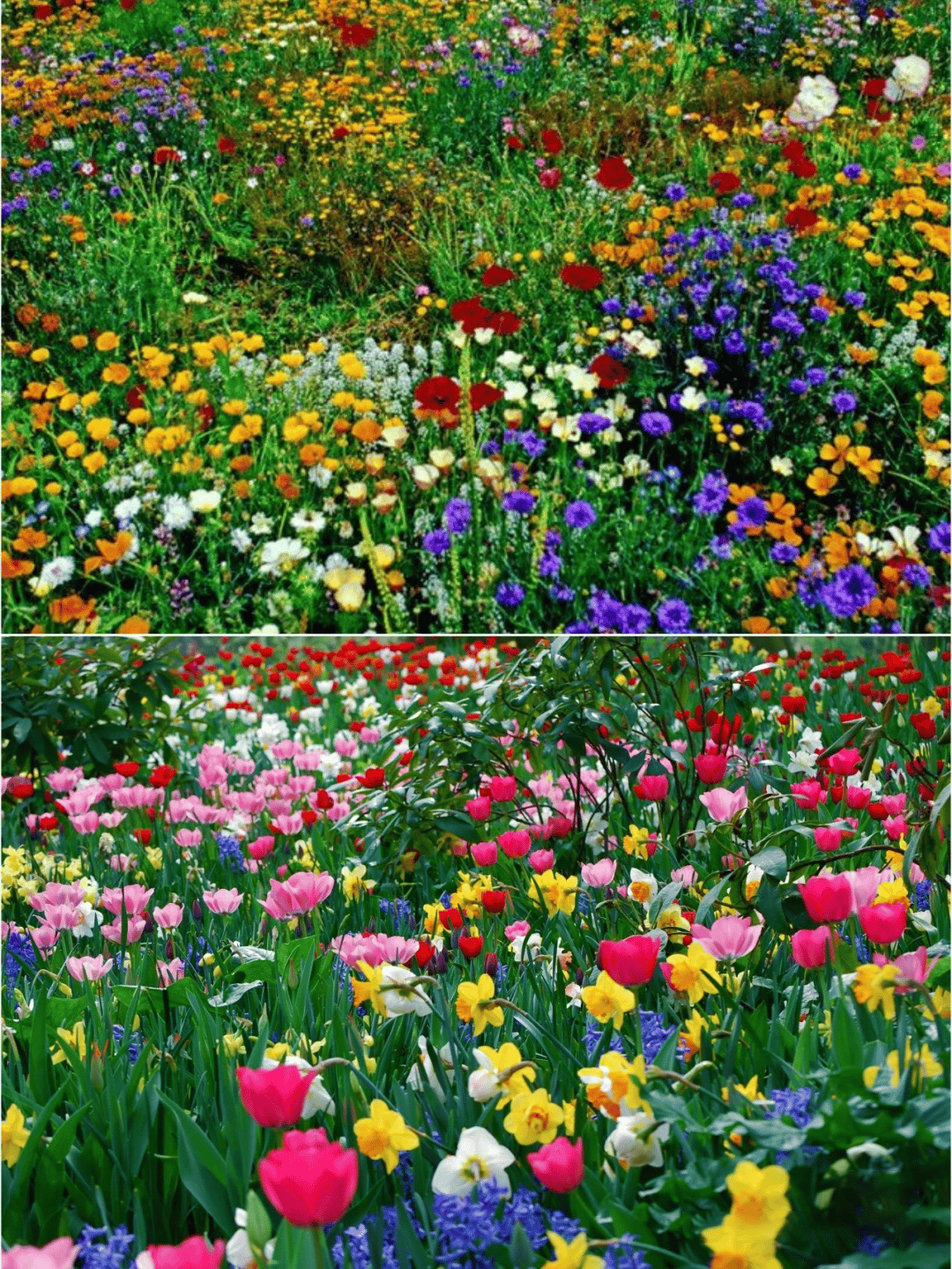 PerenniaBloom™ — Transform Your Yard Into a Never-Ending Festival of Color and Life