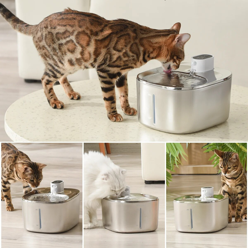 Cat Water Fountain – The Drinking Solution Your Feline Will Use
