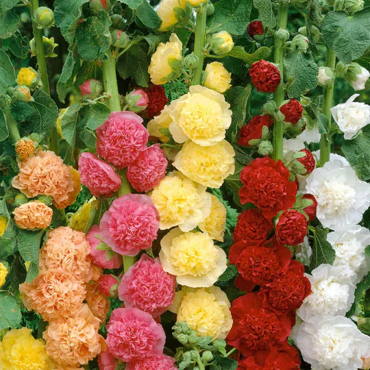 Petals - Double Hollyhock Seeds [25 + 25 FREE]