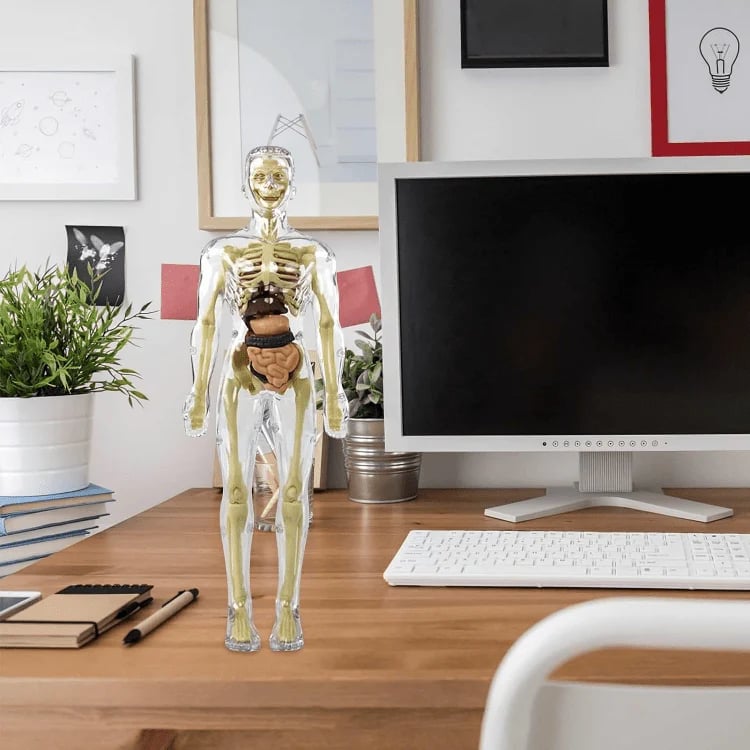 Unlock Your Potential to Truly Understand the Human Body