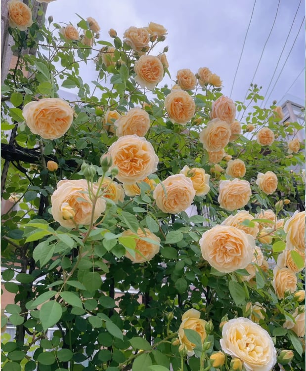 BlossomTrail™ — Turn Your Garden Into a Vibrant, Fragrant Rose Paradise Without the Hassle