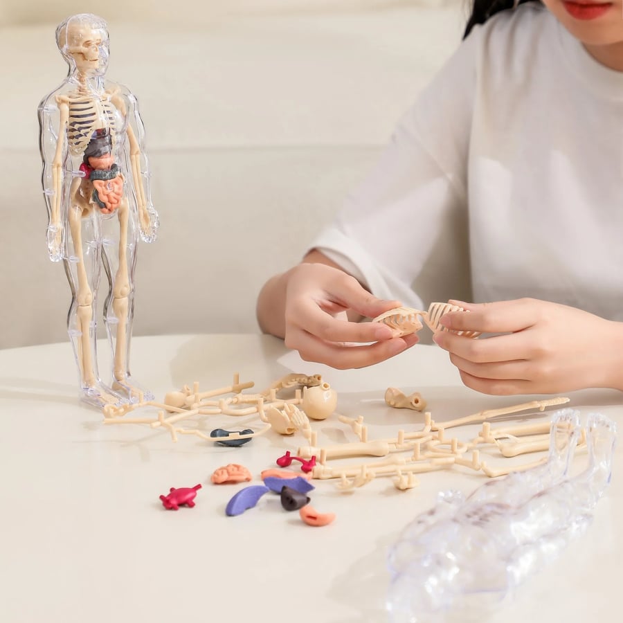 Unlock Your Potential to Truly Understand the Human Body