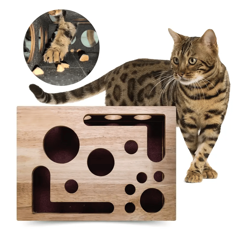 Stress-Free Nail Care for Cats - Fun Grooming Experience