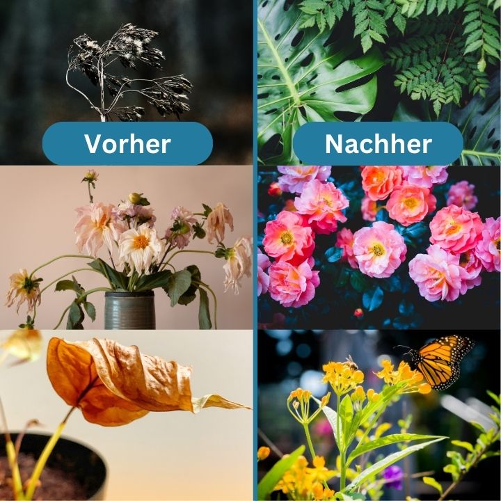 1+1 FREE | GrowBoost - Revive plants environmentally friendly! [Last Day Discount]
