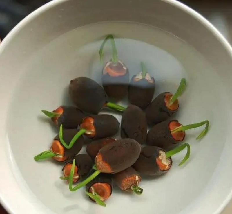 pieces of colorful bonsai lotus seeds – Vibrant & easy to grow (5+5 Free - 10 pcs)