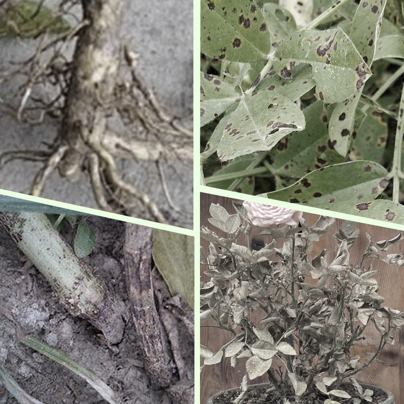 Plant Feeding | Uniform Nutrient Spread | Simple to Insert | RootVita