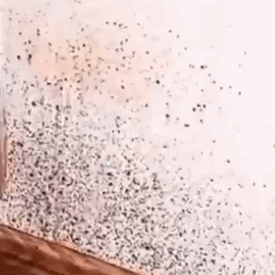 Mold Remover for Walls and Fabrics