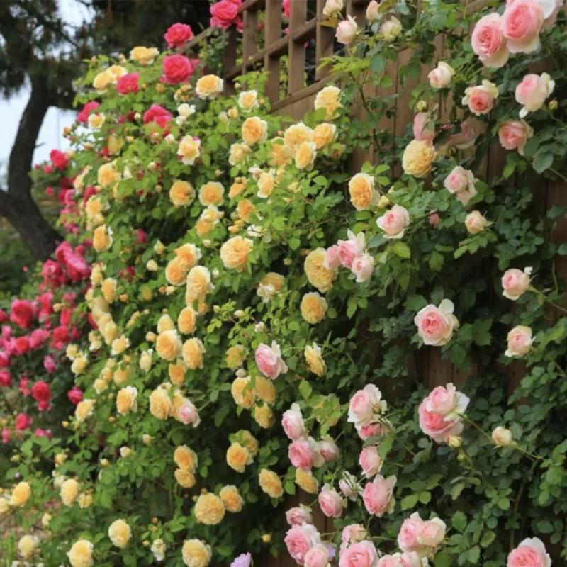 BlossomTrail™ — Turn Your Garden Into a Vibrant, Fragrant Rose Paradise Without the Hassle