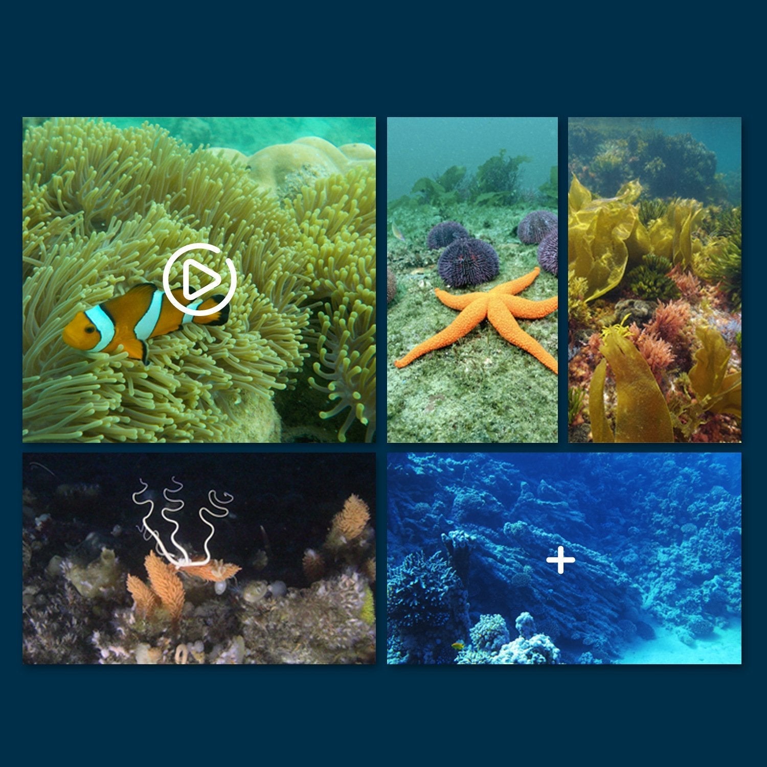 Experience Stunning Underwater Worlds in Sharp 4K on Your Smartphone