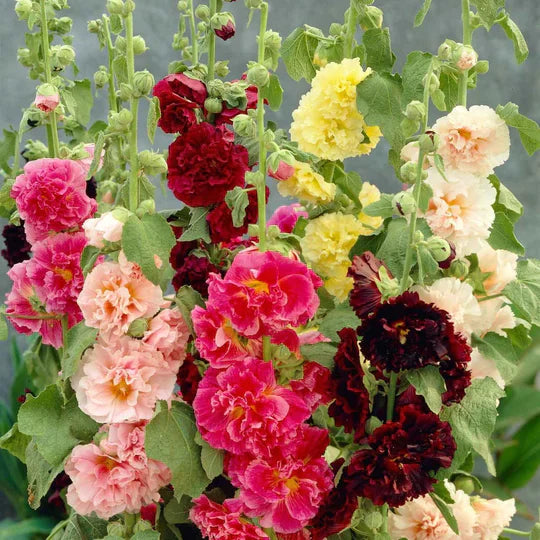 Petals - Double Hollyhock Seeds [25 + 25 FREE]