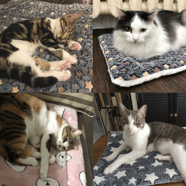 SereniNest™ — Wrap Your Pet in Instant Calm and Cozy Security