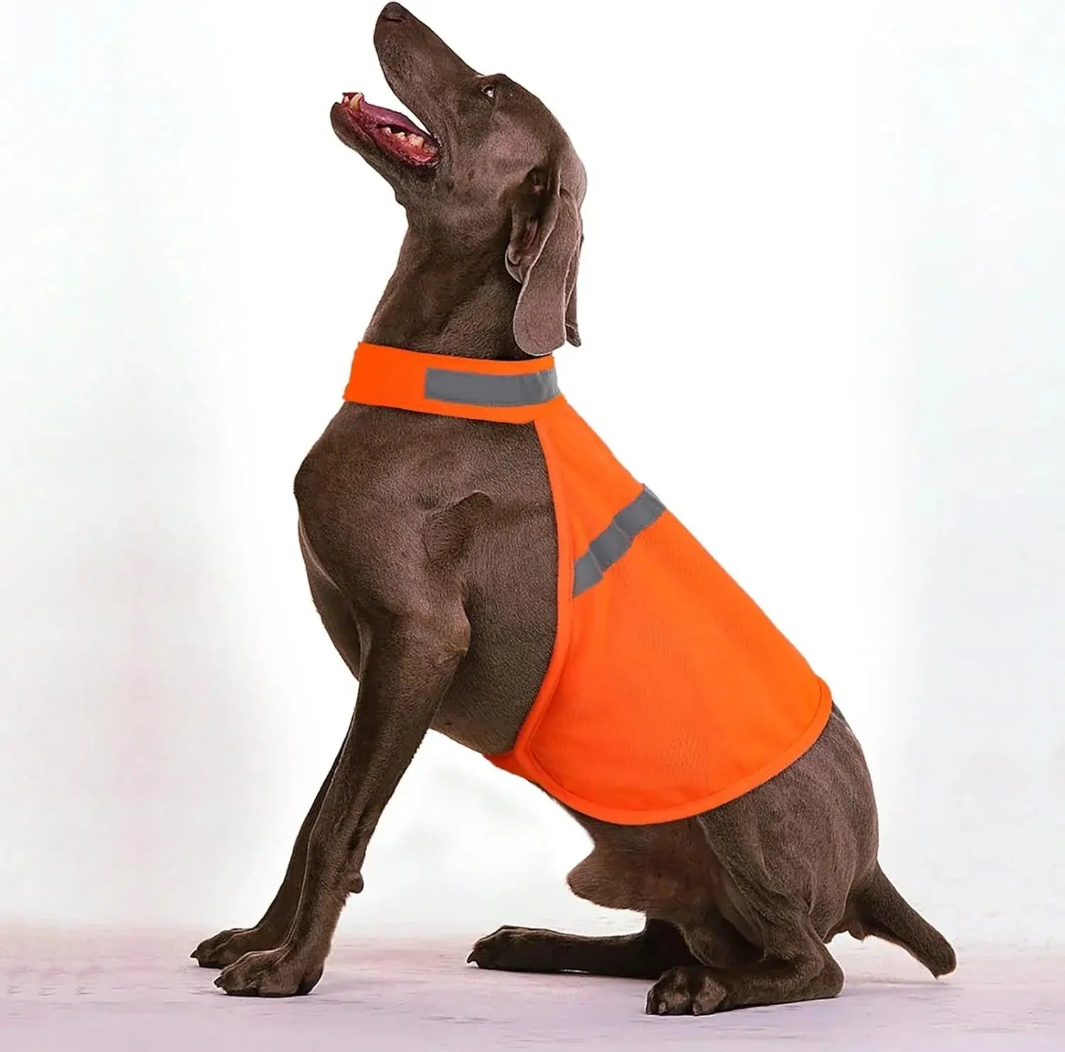Reflective Safety Vest for Dogs – Make Your Pet Shine at Night