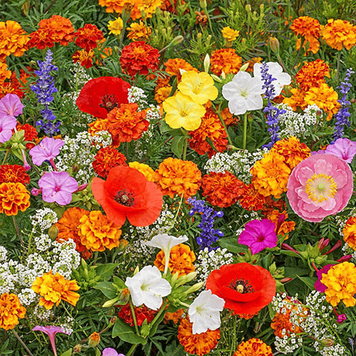 PerenniaBloom™ — Transform Your Yard Into a Never-Ending Festival of Color and Life