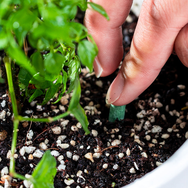 Plant Feeding | Uniform Nutrient Spread | Simple to Insert | RootVita