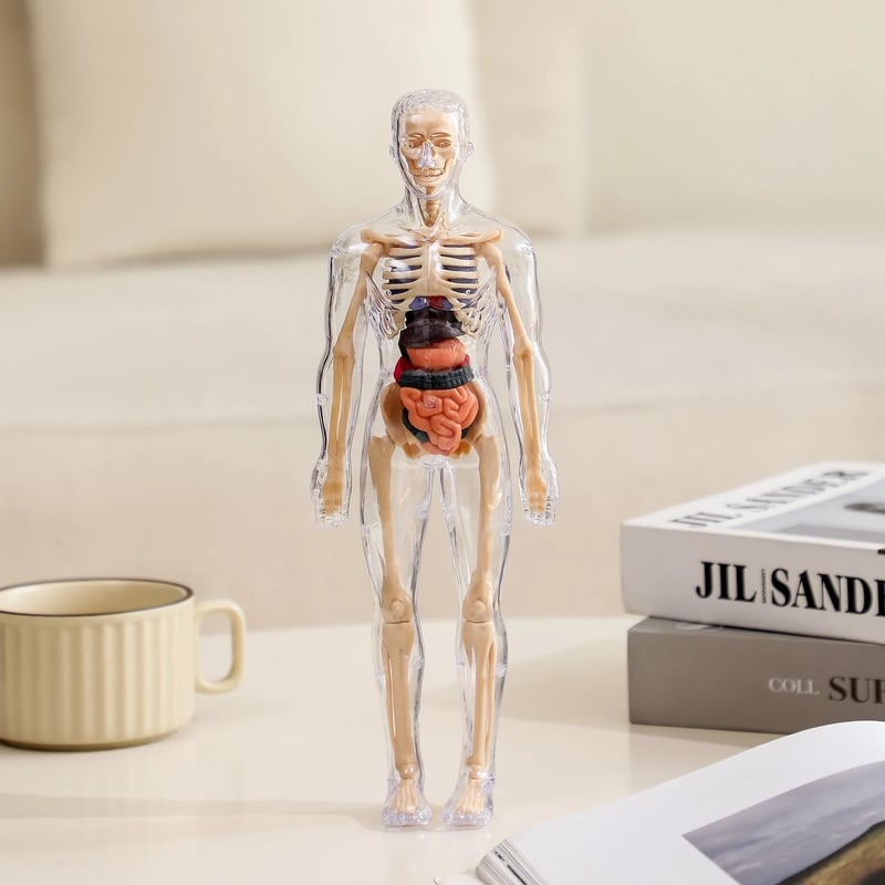 VitaForm™ 3D Anatomy Explorer — Unlock Mastery by Seeing and Touching Every Body Detail