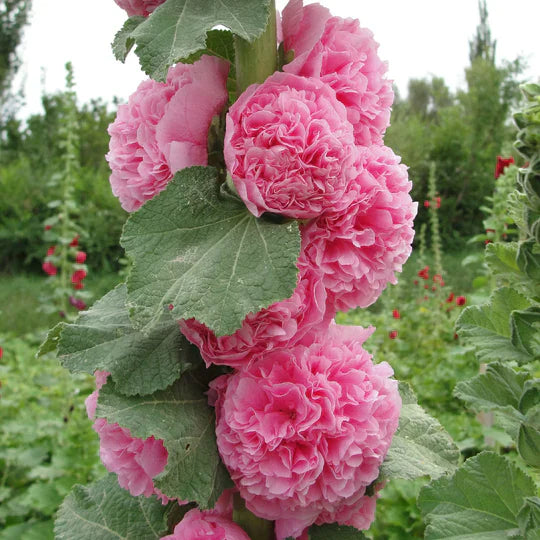 Petals - Double Hollyhock Seeds [25 + 25 FREE]