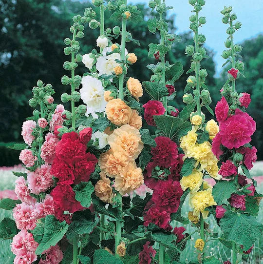 Petals - Double Hollyhock Seeds [25 + 25 FREE]