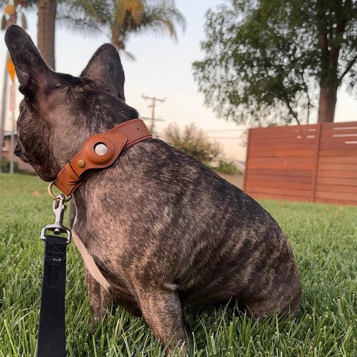 AirTag Dog Collar for Location Tracking – Compatible with Apple AirTag