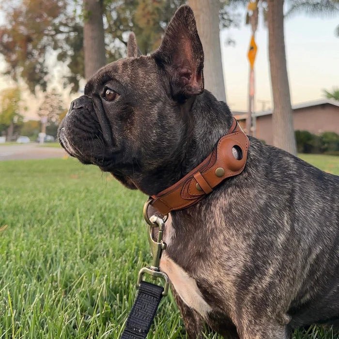 AirTag Dog Collar for Location Tracking – Compatible with Apple AirTag