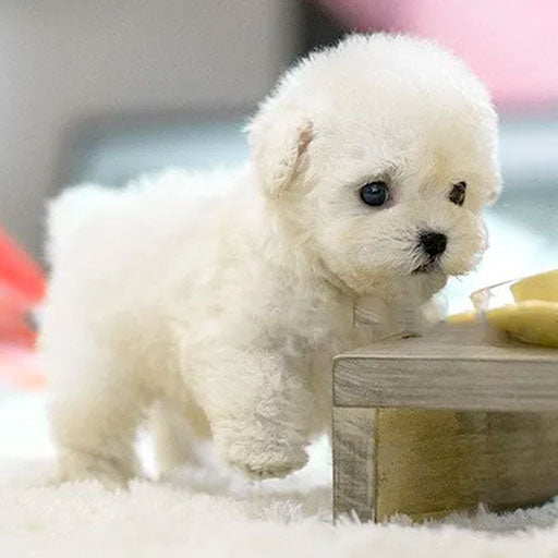 Walking and Barking Interactive Plush Dog Robot with Realistic Features