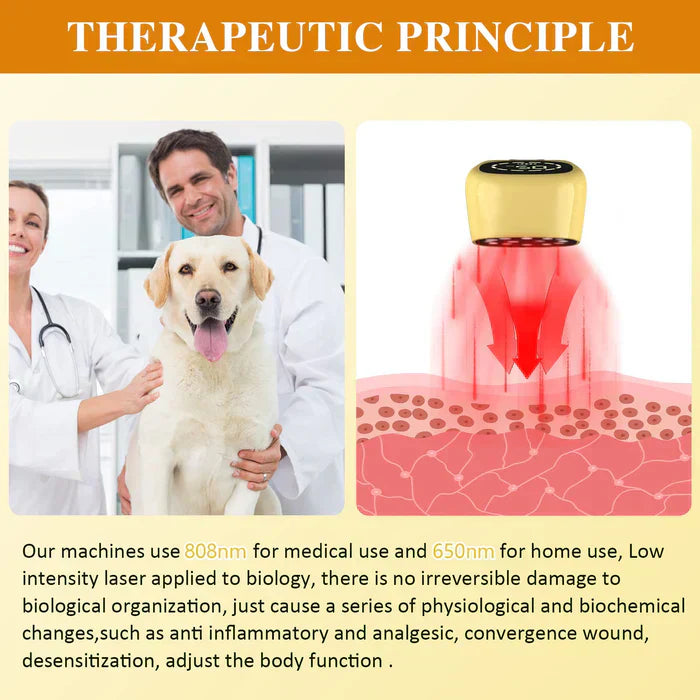 Portable Cold Laser Therapy Device for Pets - Home Use